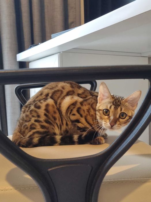 Отдам бенгальскую кошечку.