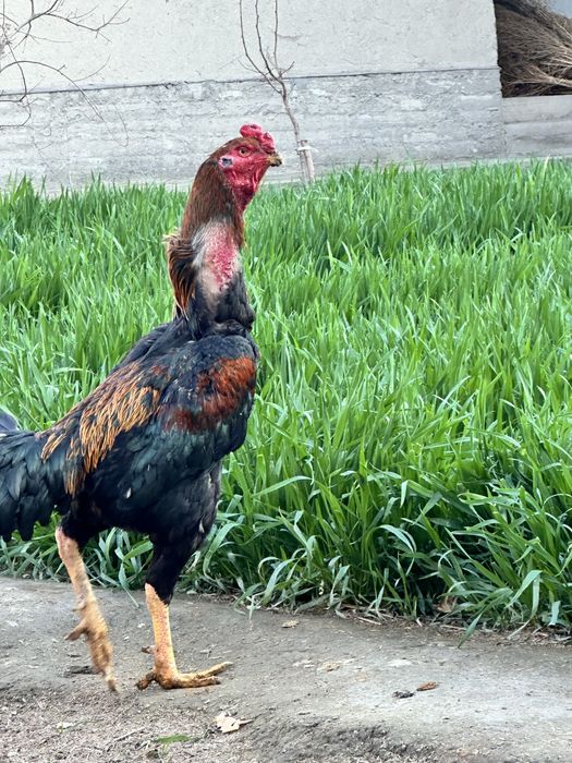 Xuroz sotiladi uyiniga javob