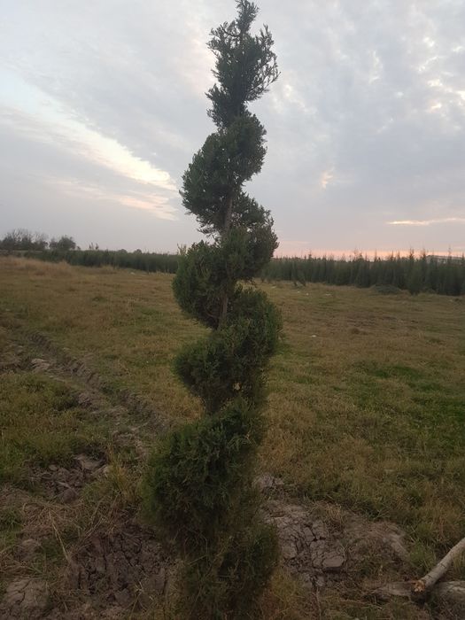 Majivenni tuya sosna