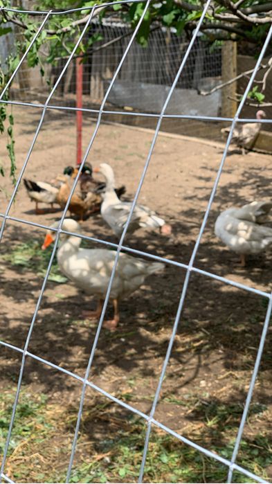 Gâște de casă 150 gâsca și 200 gânsacul