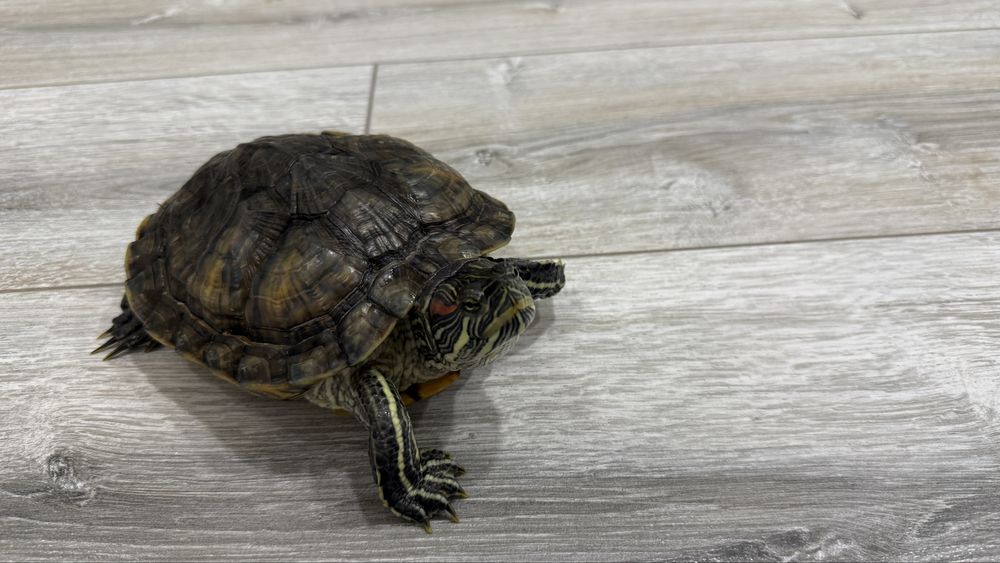 Отдам черепаху в добрые руки