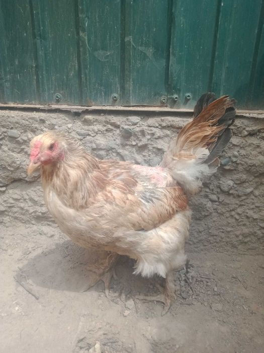 Продаются курыы.