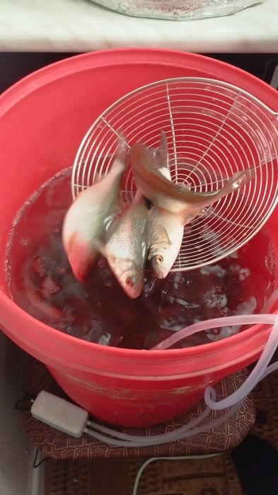 Живец сарошка 130 тг