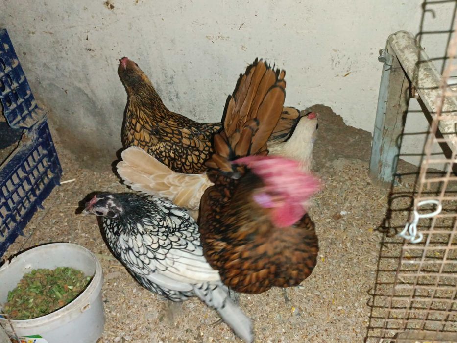 Сибрайитлар тухумлари