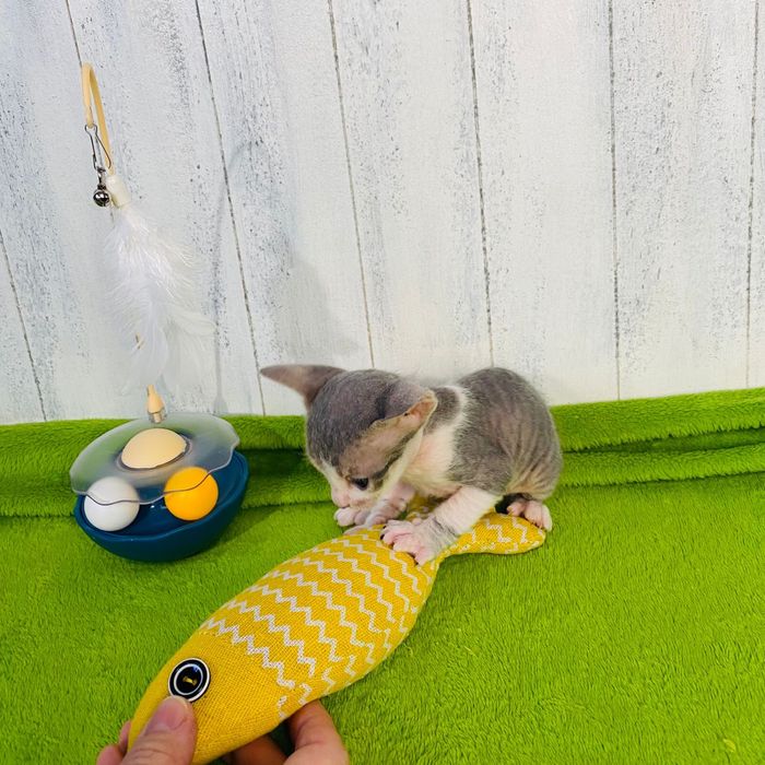 Мальчик донской сфинкс