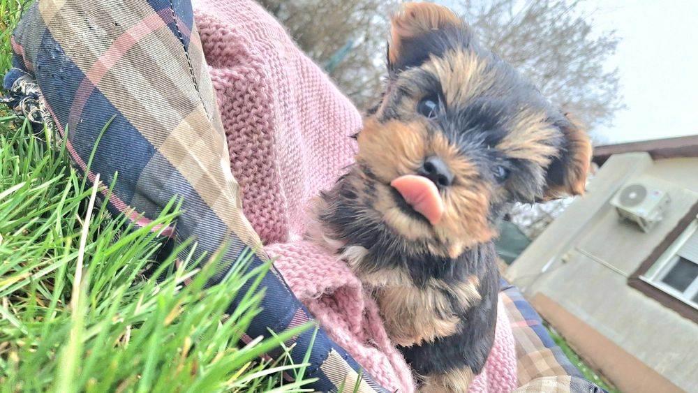 Йоркшийски териер