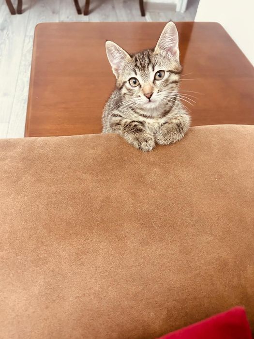Котята бесплатно