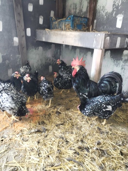 Gaini italiene bobate