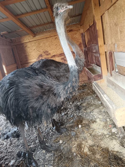 Vând familie struți africani