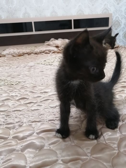 Отдам котёнка в хорошие руки