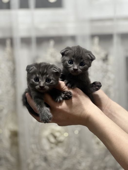 Шотландская вислоухая кошка