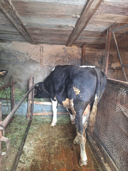 Крупно Рогатый Скот