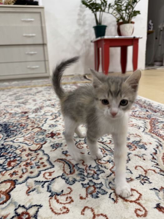 Отдам котенка в добрые руки бесплатно