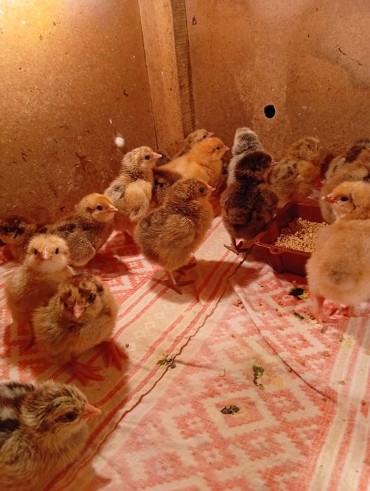 Цыплята суточные