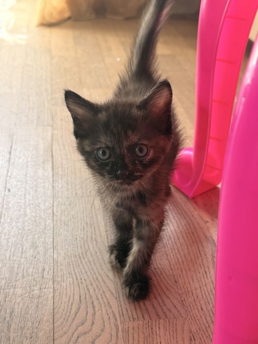 Умные и красивые котята девочки