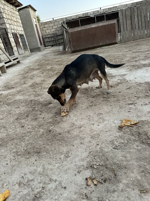 Күшіктер сатылады