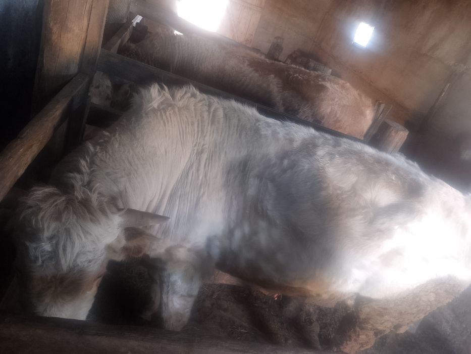 Бычки на откорме