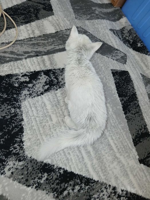 Turiya Angora mushukchasi sotiladi