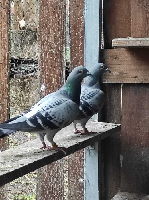 Vand voiajori belgieni