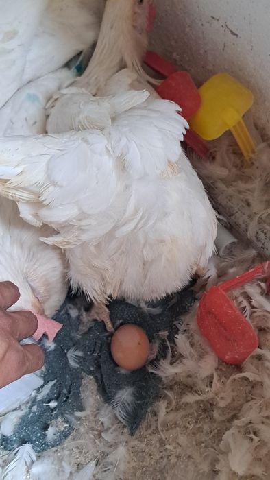 Куры Несушка Коралл