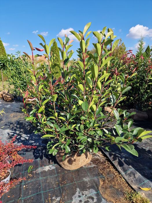 Laur Englezesc Prunus Laurocerasus 120 cm Photinia
