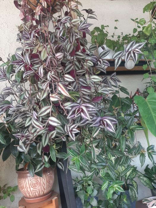 Комнатные растения в ассортименте