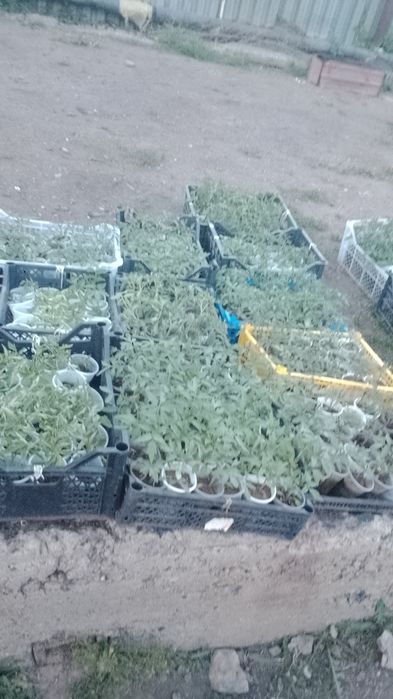 Продам рассаду  недорого