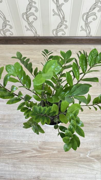 Гулдер сатылады