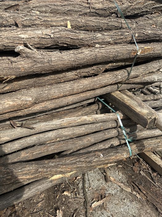 Колове (Акация колове)