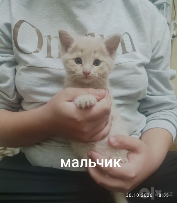 Катятки в подарок