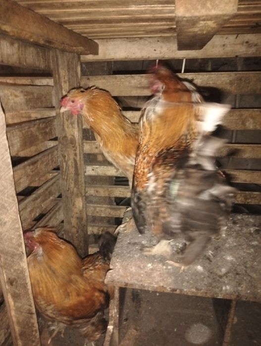 Продам  красивых петушков