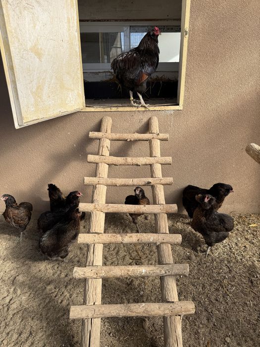 Pui de rasa din gaini rare!