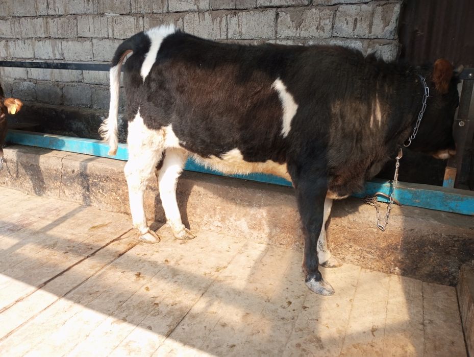 Продам жирную телку