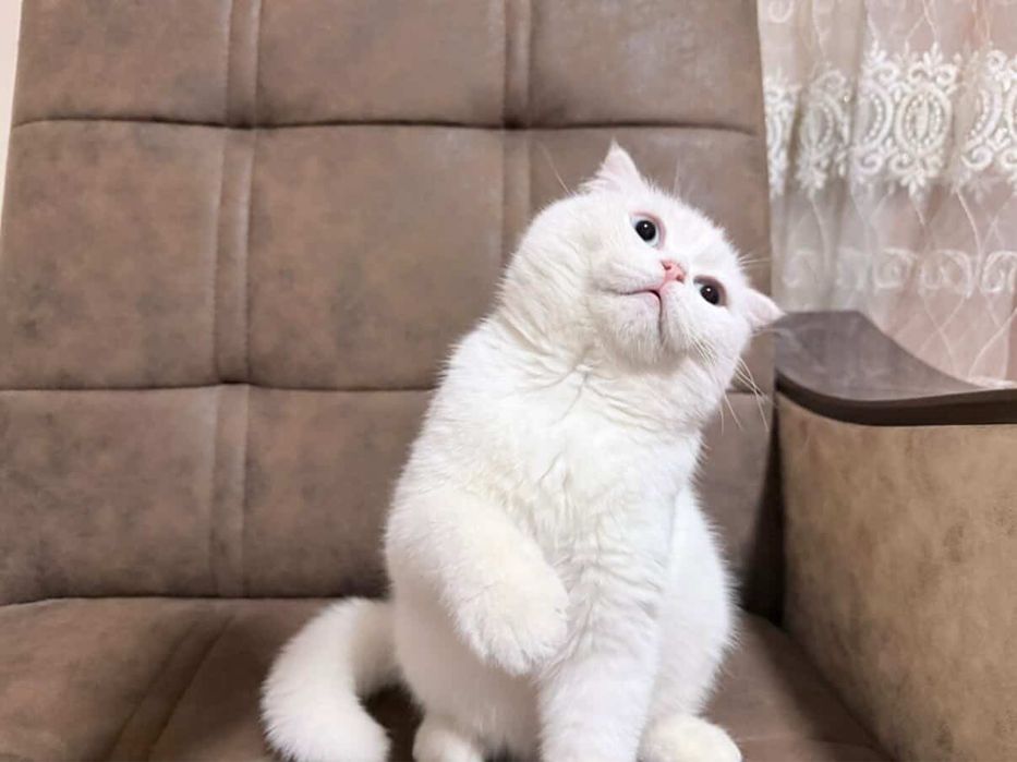 скотиш фолд 5 месяцев котенок