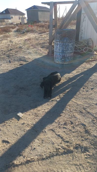 Аңшылыққа арналған күшік