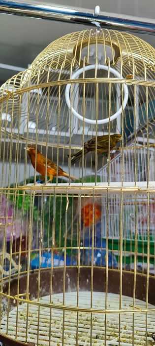 Канарейка сатылады