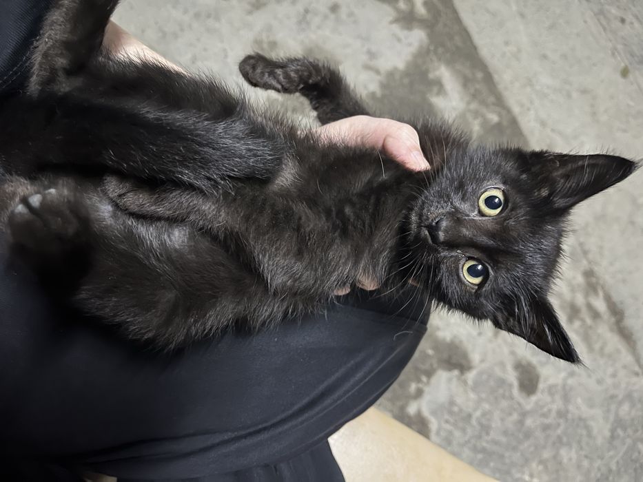 Котята бесплатно