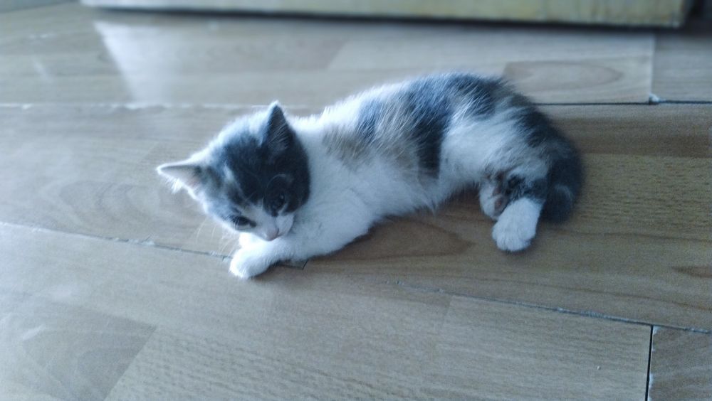 Отдам котят ! 2 месяца