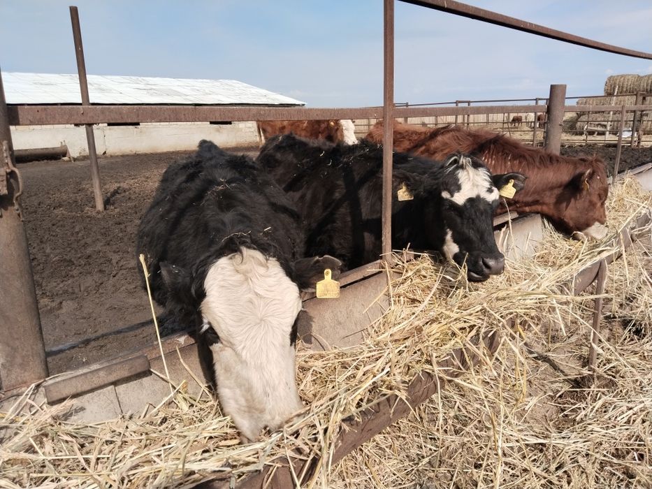Коровы молодые с телятами