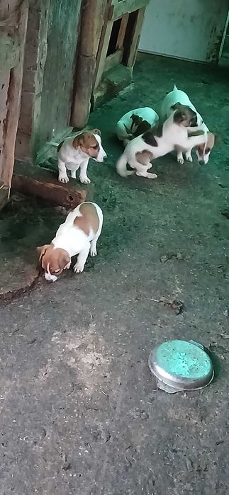 Джак ръсел! На три месеца!