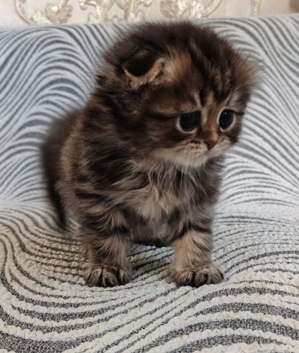 Котята на продажу