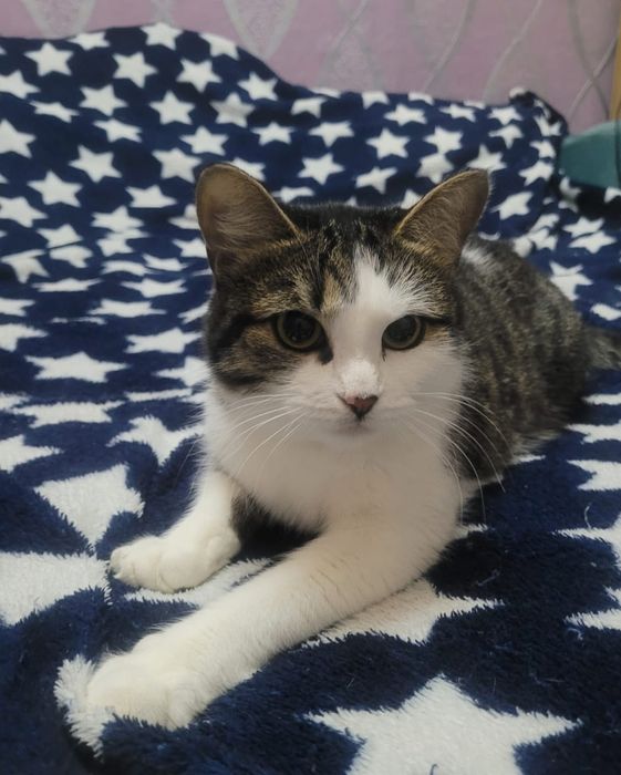 Отдам даром очень хорошие