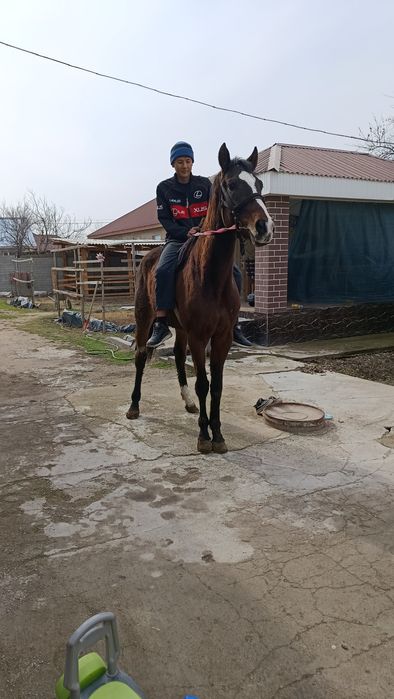 Таза қан ағылшын дөнен шығар