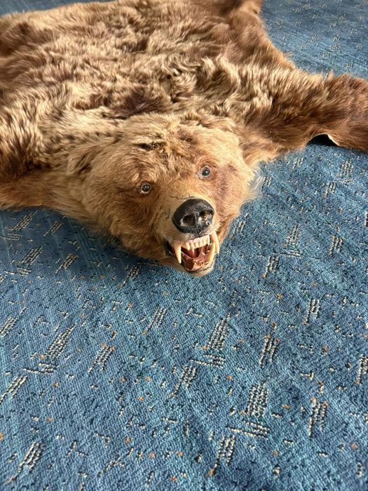 Чучело медведя настоящего