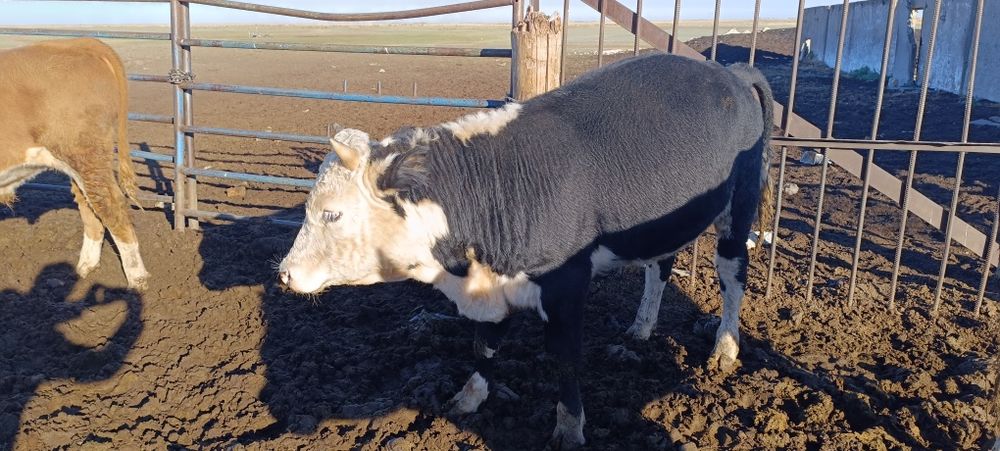 Продам корову с бычком
