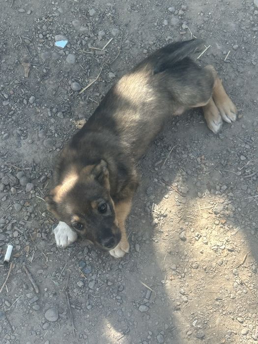 отдам собак бесплатно 4 шт