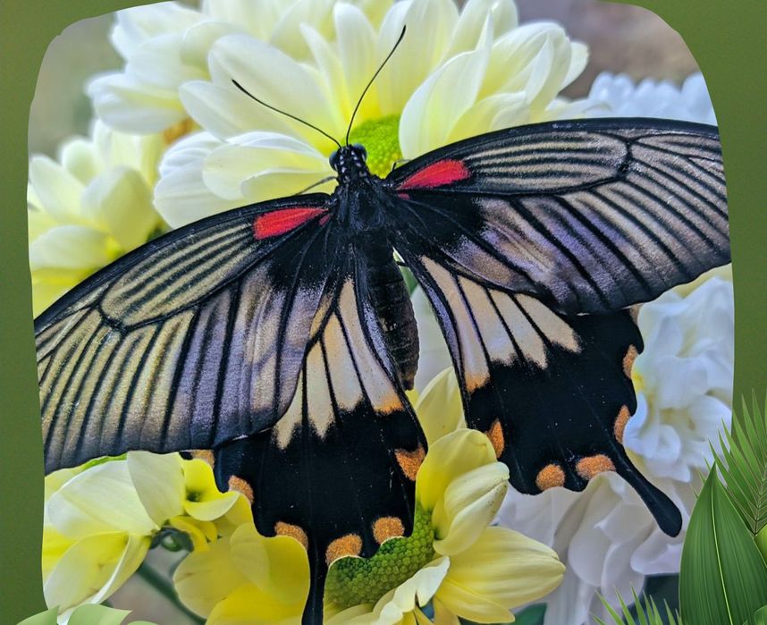 Живые Куколки Бабочки