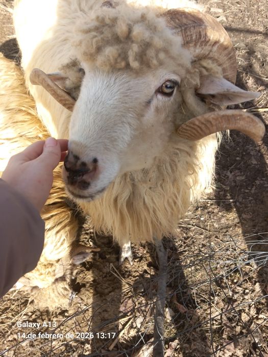 Berbec Bâl de 2 ani