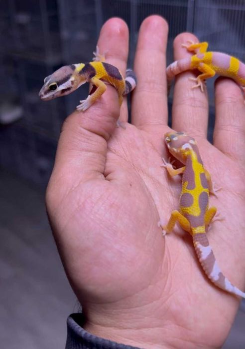 Эублефары молодые