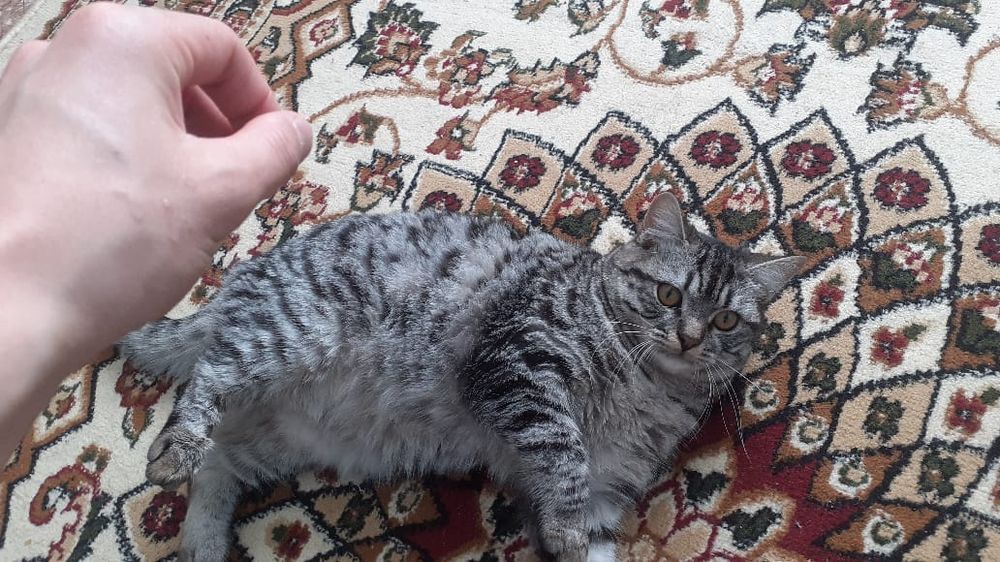 Бесплатно даём адрес Дмамбул2